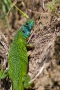 Smaragdeidechse (Lacerta bilineata)