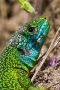Smaragdeidechse (Lacerta bilineata - Männchen)