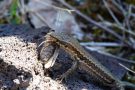 Mauereidechse (Podarcis muralis) mit Beute