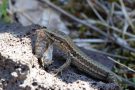 Mauereidechse (Podarcis muralis) mit Beute