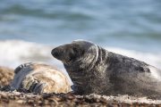 Robben am Nordstrand der Düneninsel