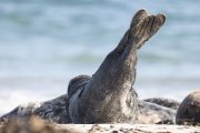 Robbe am Nordstrand der Düneninsel
