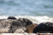 Robben am Nordstrand der Düneninsel