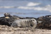 Robben am Nordstrand der Düneninsel