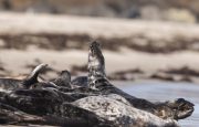 Robben am Nordstrand der Düneninsel