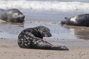 0678_5389_KegelrobbenSeehundeDuene