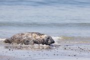 Robbe am Südstrand der Düneninsel