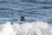 Im Wasser fühlen sie sich sicher