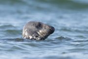 Im Wasser fühlen sie sich sicher