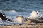 Robben auf der Düneninsel