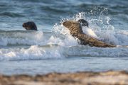 Robben auf der Düneninsel