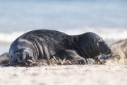 Robben auf der Düneninsel