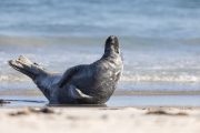 Robben auf der Düneninsel