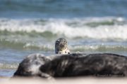 Robben auf der Düneninsel