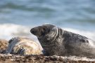 Robben am Nordstrand der Düneninsel