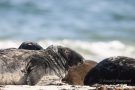 Robben am Nordstrand der Düneninsel