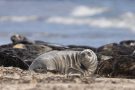 Robben am Nordstrand der Düneninsel