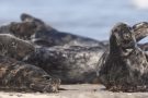 Robben am Nordstrand der Düneninsel