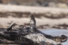 Robben am Nordstrand der Düneninsel