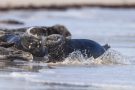 Robben am Nordstrand der Düneninsel