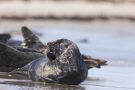 Robben am Nordstrand der Düneninsel