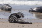 0678_5389_KegelrobbenSeehundeDuene