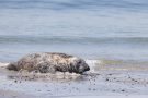 Robbe am Südstrand der Düneninsel