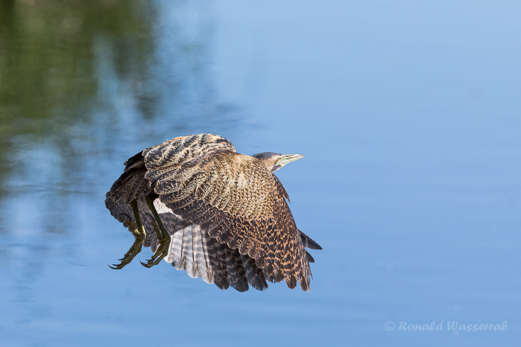 Fliegende Rohrdommel (Botaurus stellaris)