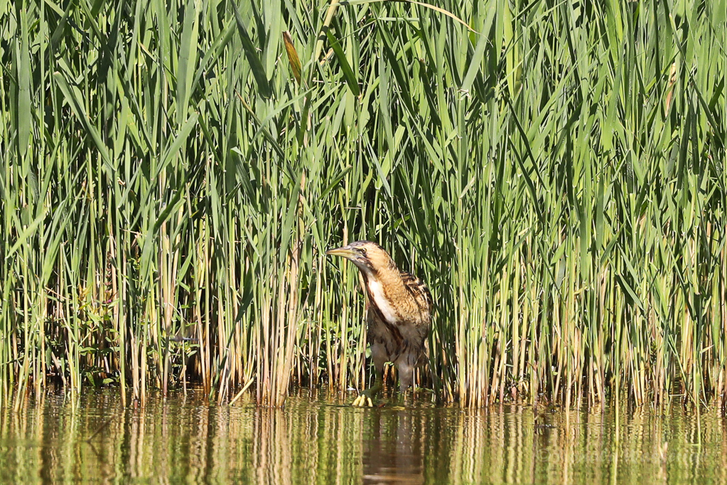 Rohrdommel (Botaurus stellaris)