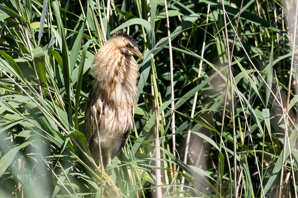 Rohrdommel (Botaurus stellaris)