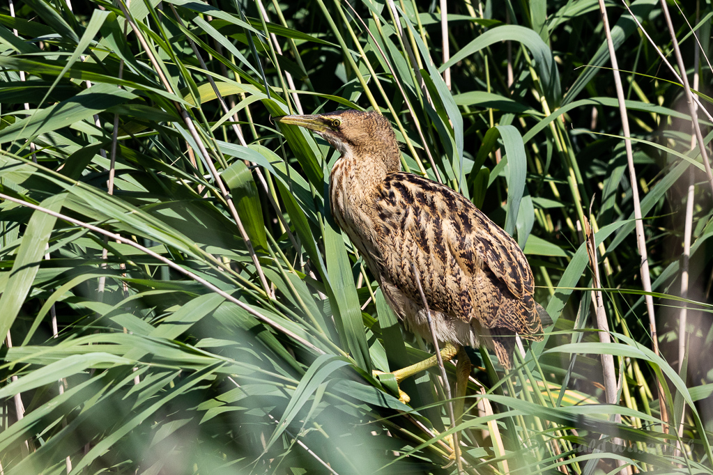 Rohrdommel (Botaurus stellaris)
