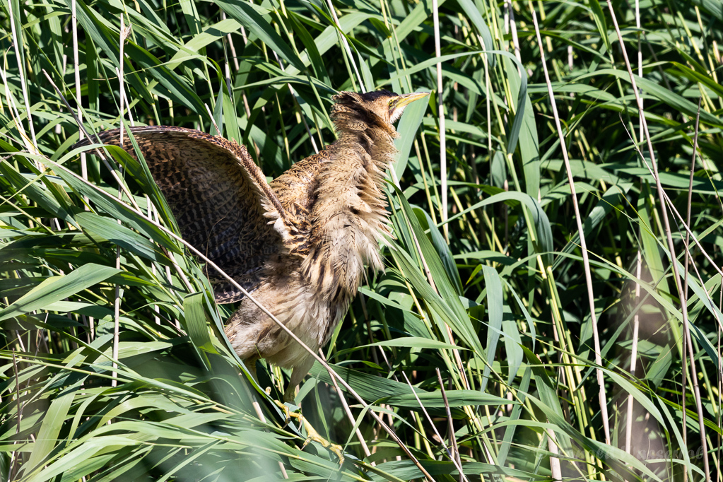 Rohrdommel (Botaurus stellaris)