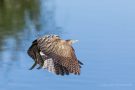 Fliegende Rohrdommel (Botaurus stellaris)