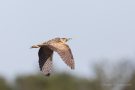 Fliegende Rohrdommel (Botaurus stellaris)