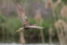 Rohrdommel (Botaurus stellaris)