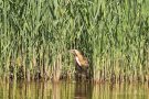 Rohrdommel (Botaurus stellaris)