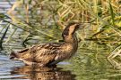 Rohrdommel (Botaurus stellaris)