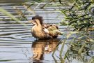 Rohrdommel (Botaurus stellaris)