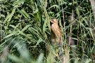 Rohrdommel (Botaurus stellaris)