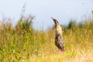 Rohrdommel (Botaurus stellaris)