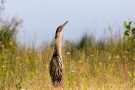 Rohrdommel (Botaurus stellaris)