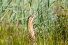 Rohrdommel (Botaurus stellaris)