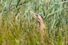 Rohrdommel (Botaurus stellaris)