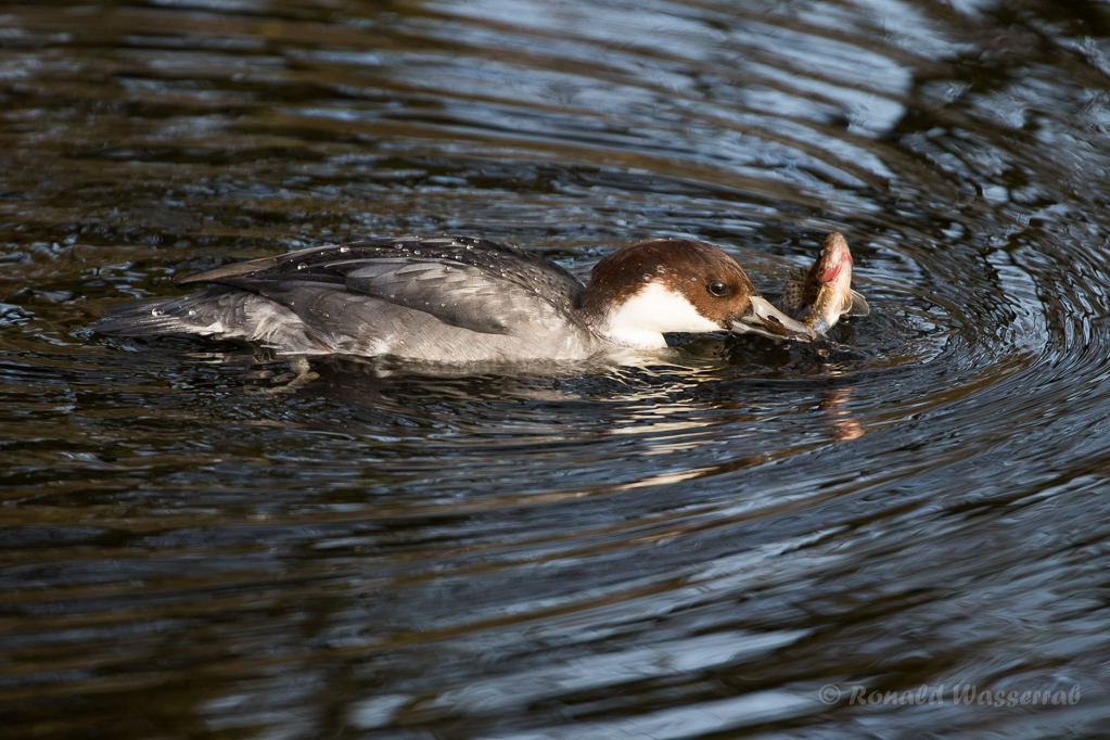 Zwergsäger-Weibchen mit Flussbarsch auf der Nette
