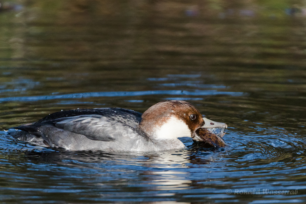 Zwergsäger-Weibchen mit Flussbarsch auf der Nette