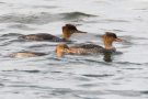 Mittelsäger (Mergus serrator) vor dem Hotel in Laboe