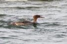 Mittelsäger (Mergus serrator) vor dem Hotel in Laboe