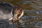 Zwergsäger-Weibchen mit Flussbarsch auf der Nette