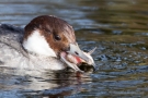 Zwergsäger-Weibchen mit Flussbarsch auf der Nette