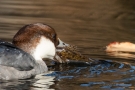 Zwergsäger-Weibchen mit Flussbarsch auf der Nette